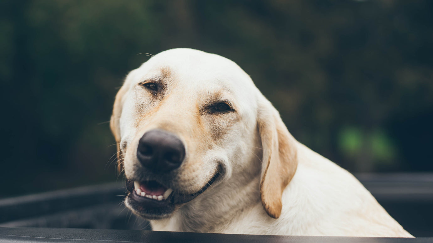 Turning Dog Ashes into Jewelry: A Loving Guide to Memorializing Your Faithful Friend