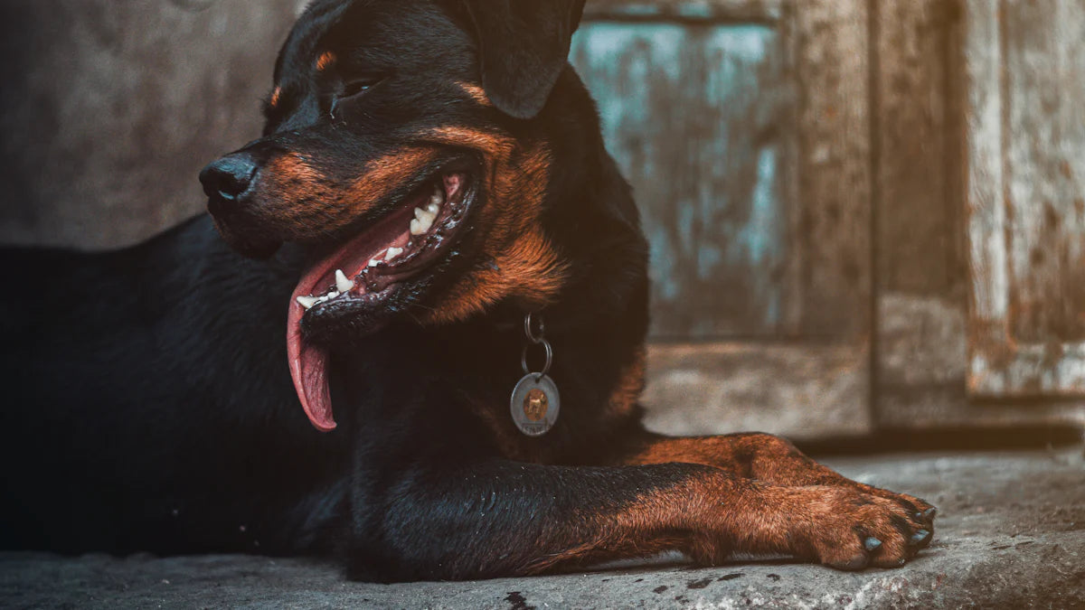 25 Aggressive Dog Breeds to Be Aware Of