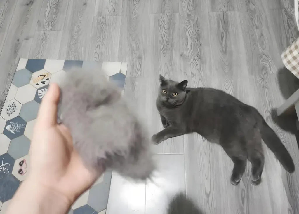 Why Is My Blue Cat Shedding So Much Fur?