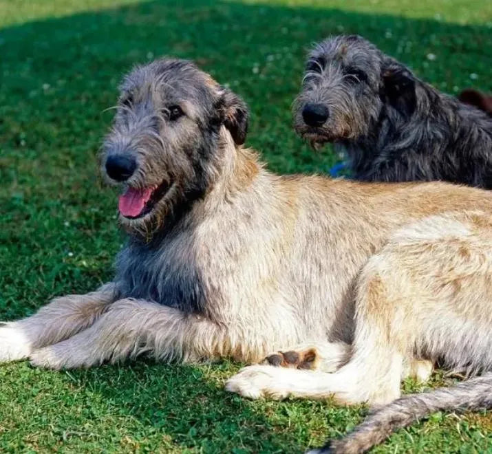 The 15 Highest Dog Breeds in the World