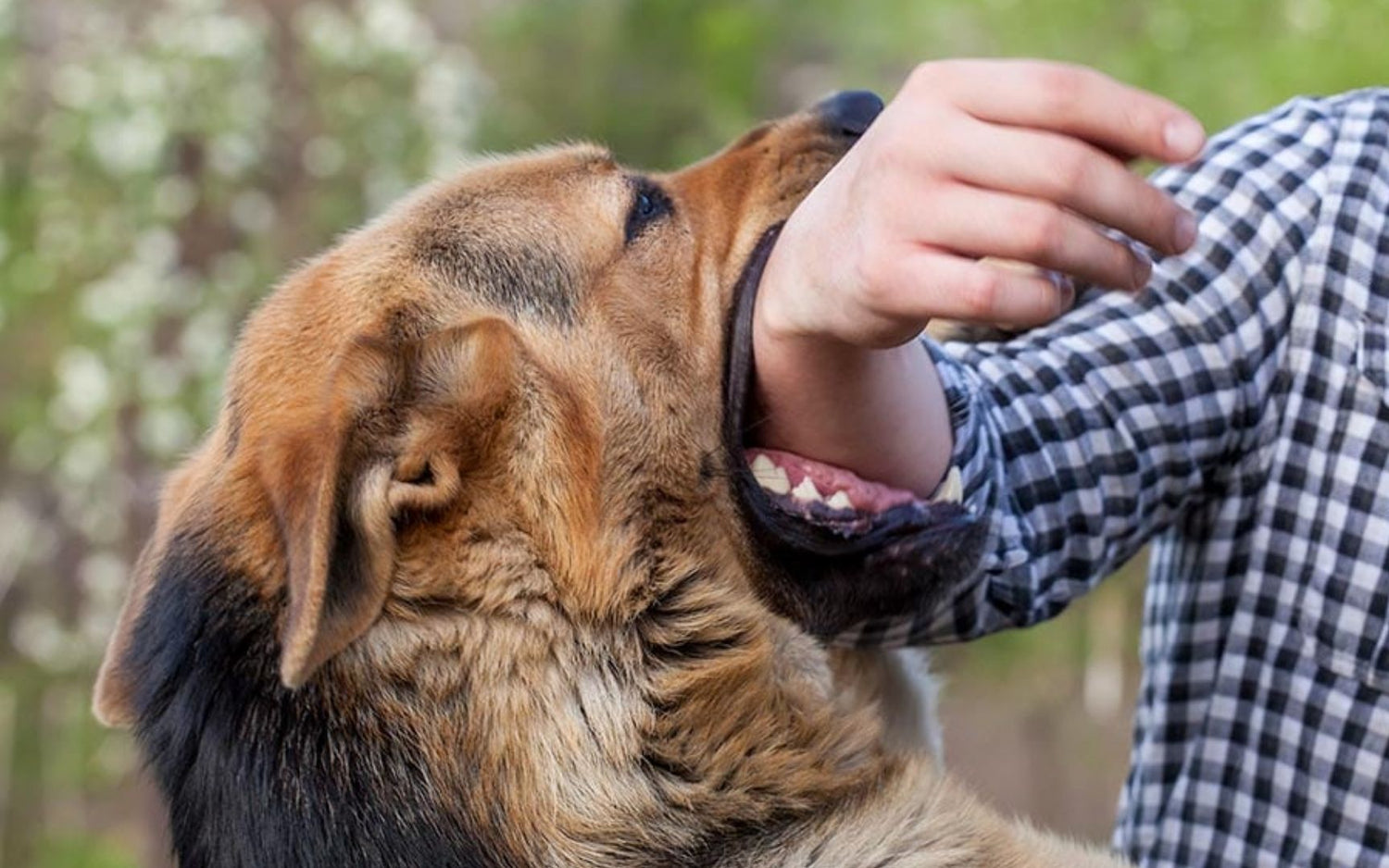 Which Dog Breeds Are Considered Very Dangerous?